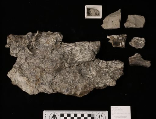 Diatryma gigantea