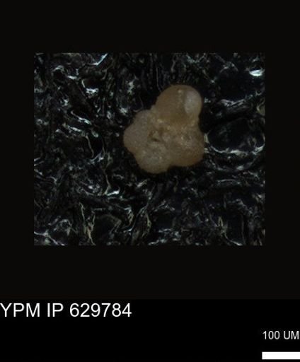 undet. Foraminiferida