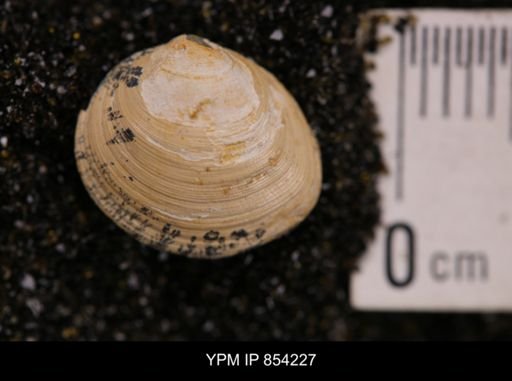 Limopsis striatopunctatus
