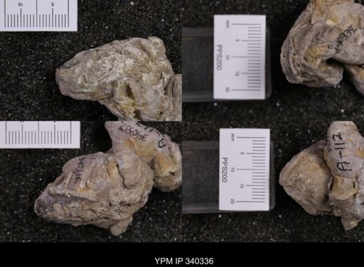 Gryphaea marcoui