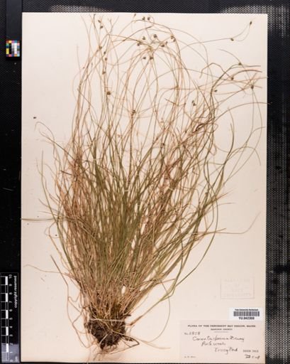 Carex trisperma
