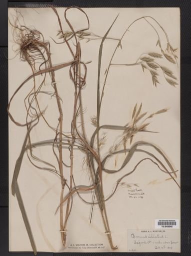 Bromus ciliatus