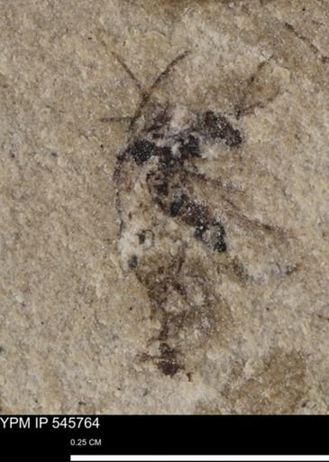 undet. Insecta