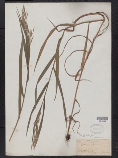 Bromus ciliatus