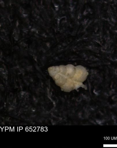 undet. Heterohelicidae