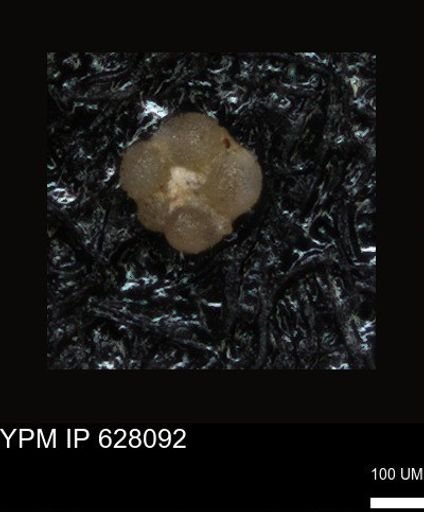 undet. Foraminiferida