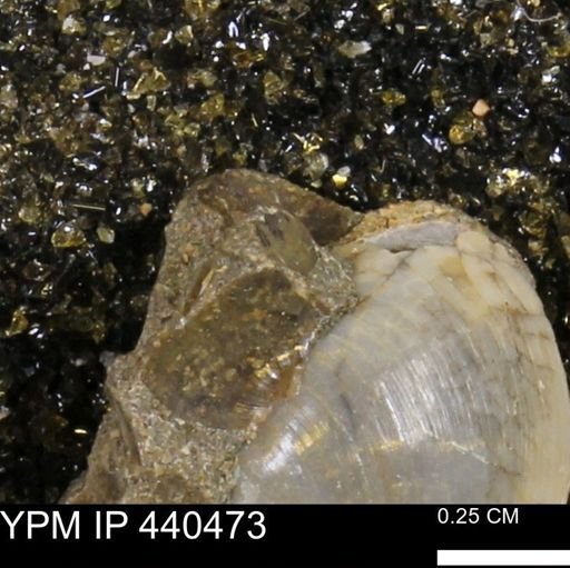 Protocardia subquadrata