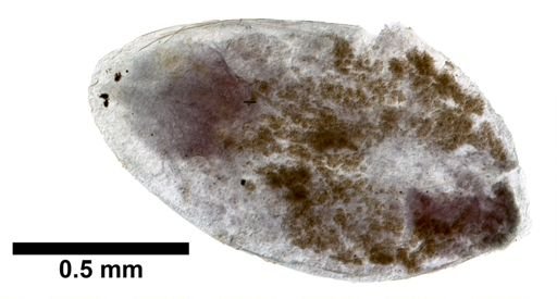 Plagiostomum