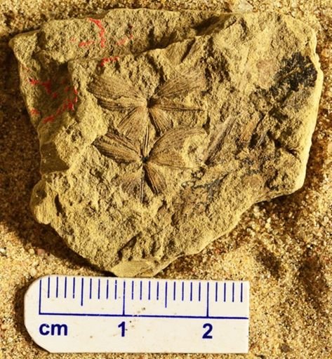 Sphenophyllum emarginatum