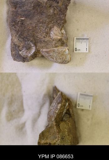 undet. Scaphitidae