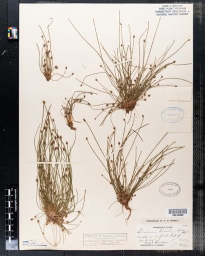 Eleocharis diandra