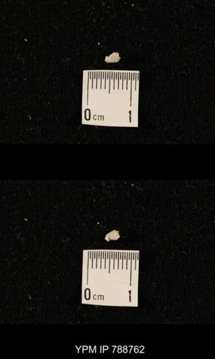 taxon undetermined