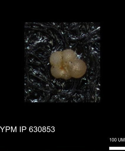undet. Rugoglobigerinidae