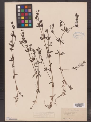 Galium tinctorium