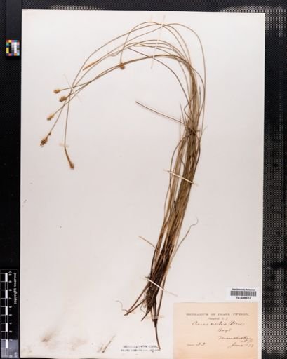 Carex exilis