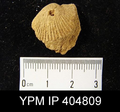 undet. Brachiopoda