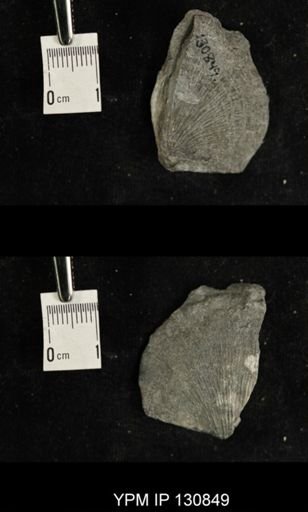 Stropheodonta sp.