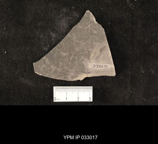 Mormolucoides articulatus