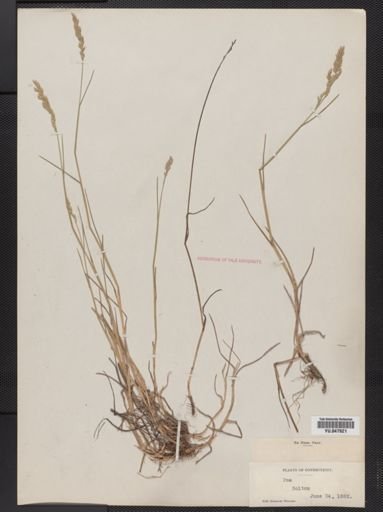 Poa compressa