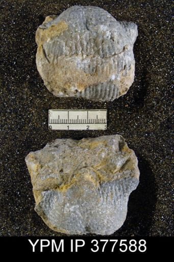 Productus ivesi