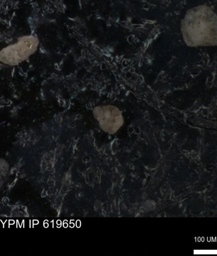 undet. Foraminiferida