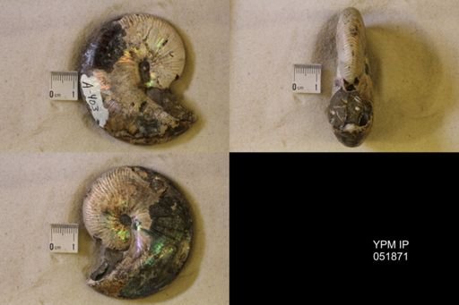 Hoploscaphites nicolletii