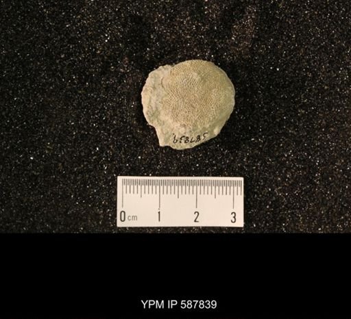 undet. Bryozoa