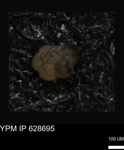 undet. Foraminiferida