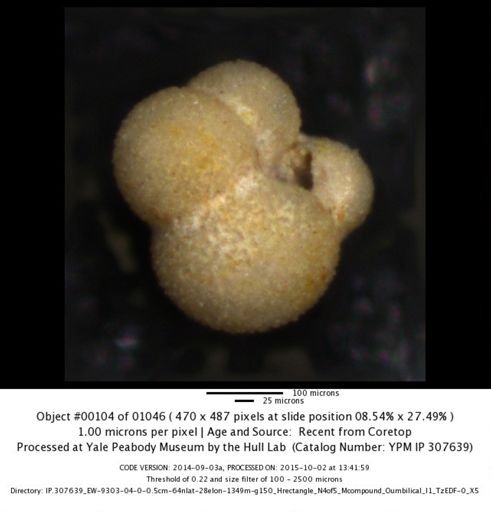 Globigerina bulloides