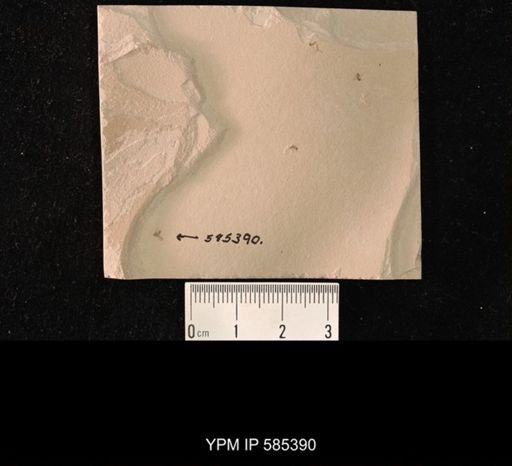 undet. Brachycera