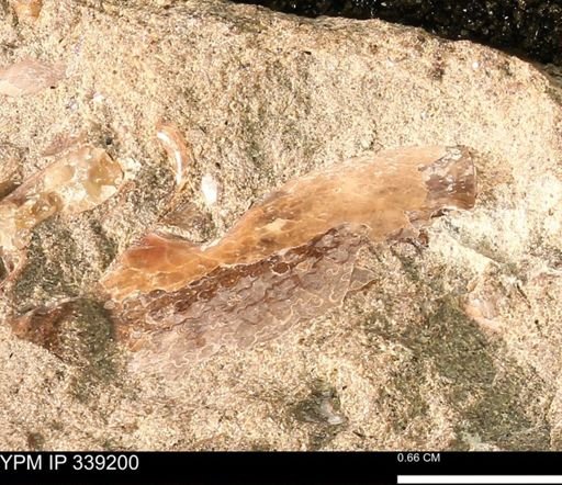 Sphenodiscus sp.
