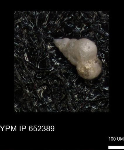 undet. Heterohelicidae