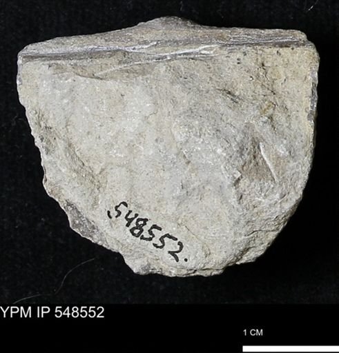Stropheodonta inflexa?