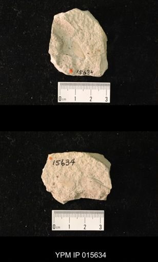 Stereopterum rotundum
