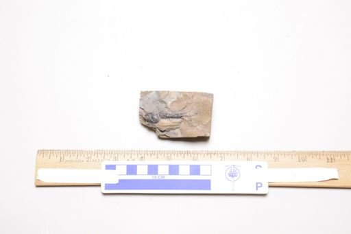 Echinocaris socialis