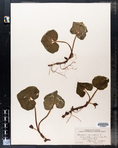 Asarum canadense