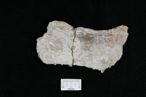 undet. Ichthyodectidae