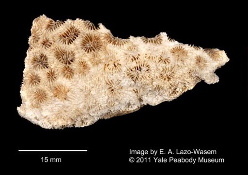 Favia leptophylla