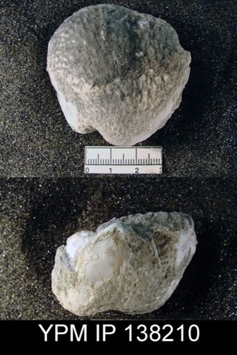 Productus sp.