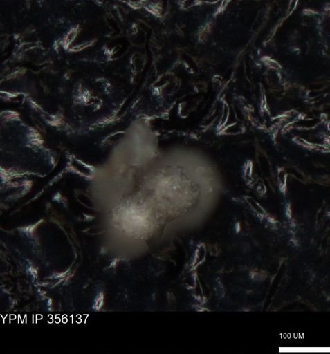 undet. Foraminiferida