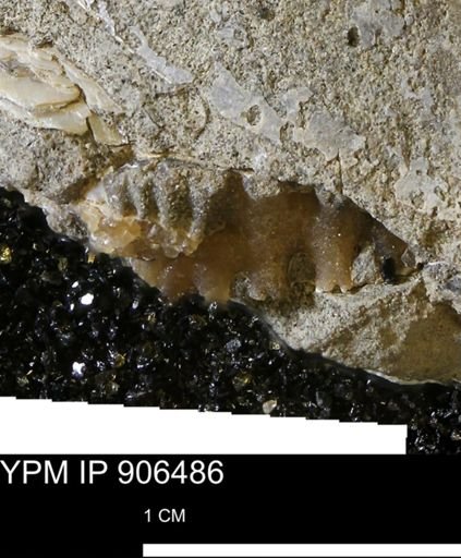 undet. Ammonoidea
