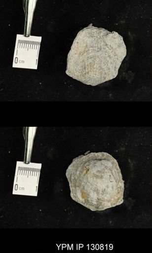 Spinatrypa spinosa