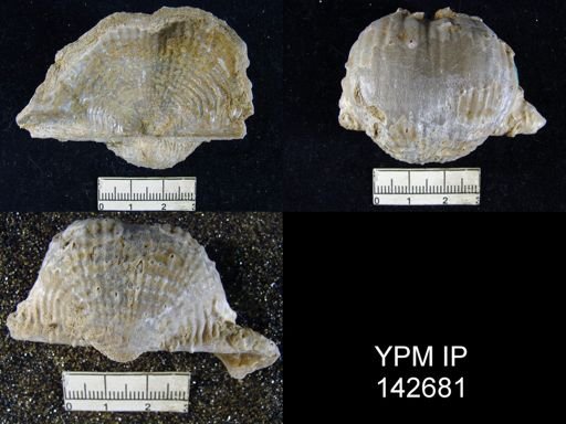 Productus (Dictyoclostus) indicus