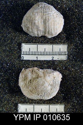 Productus inca