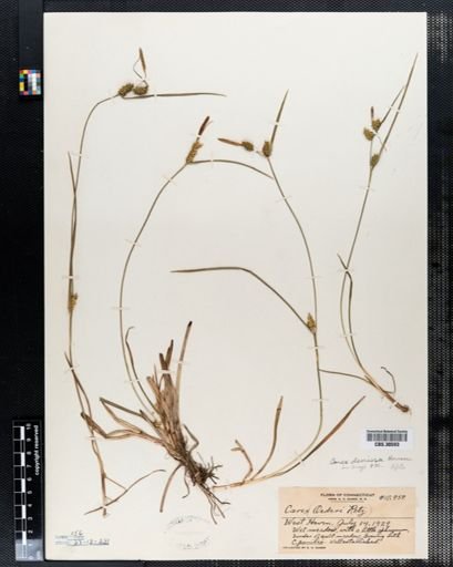 Carex demissa