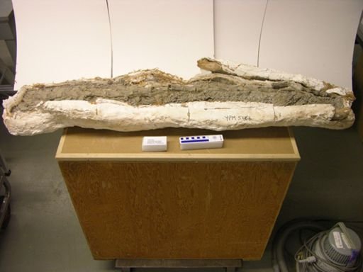 Tenontosaurus tilletti