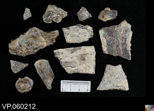 undet. Actinopterygii