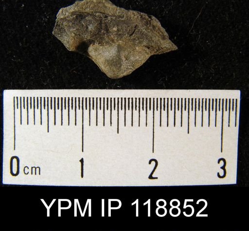 Dalmanella wisbyensis