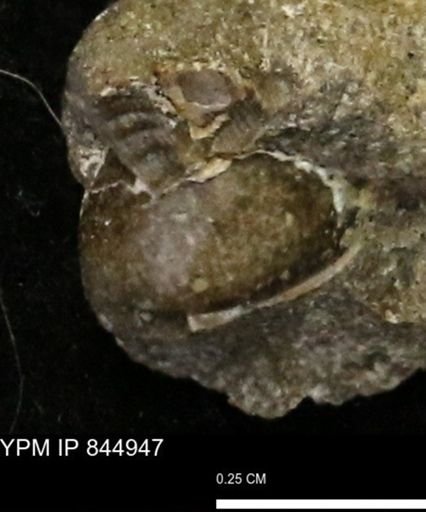 undet. Gastropoda