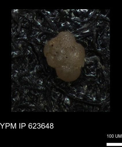 undet. Foraminiferida